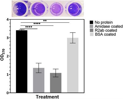 Understanding How Staphylococcal Autolysin Domains Interact With Polystyrene Surfaces